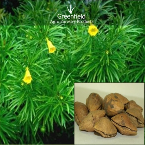 Kaner ornamental tree seeds ( thevetia peruviana / thevetia nerifolia )